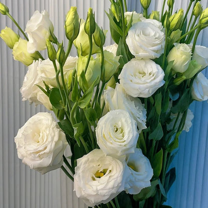 Taggfria Lisianthus-frön (100 st) 💐 Lisianthus-frön