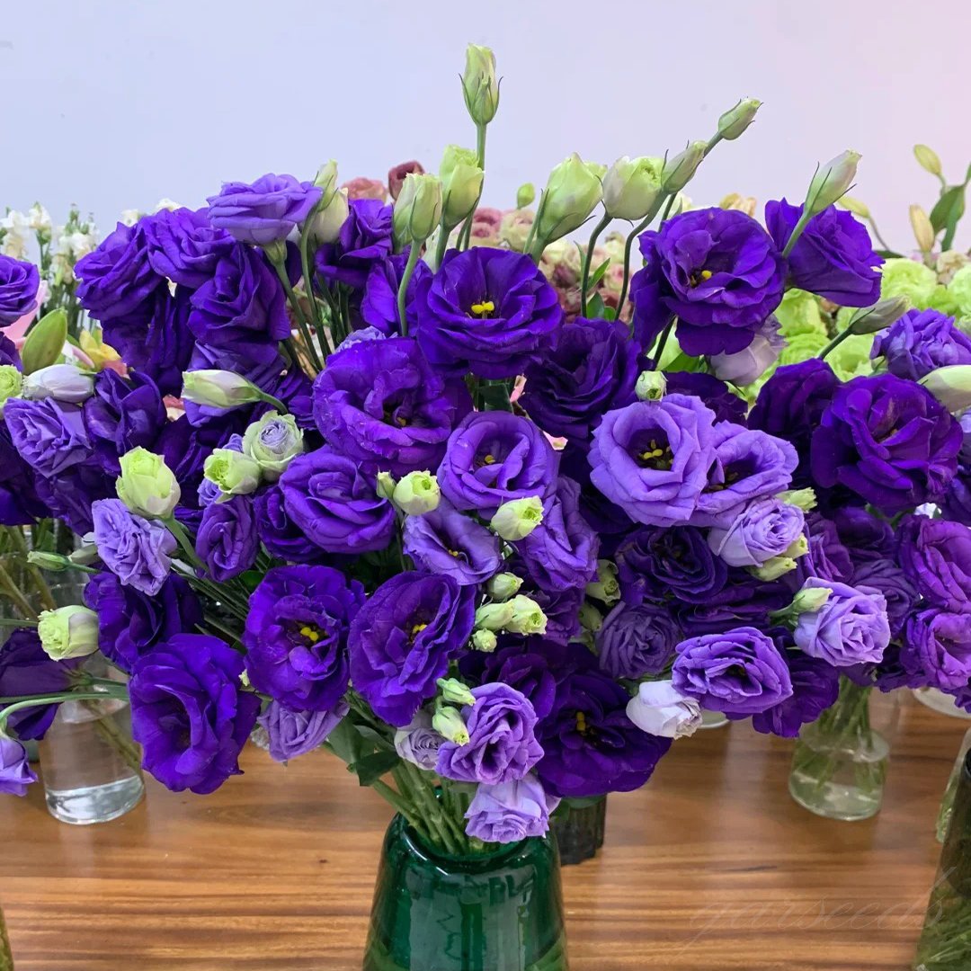 Taggfria Lisianthus-frön (100 st) 💐 Lisianthus-frön