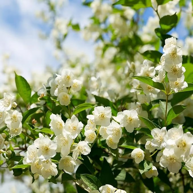 Ekologiska jasminfrön – 100 st
