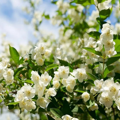 Ekologiska jasminfrön – 100 st