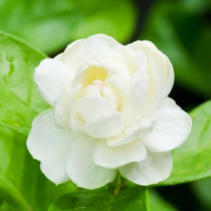 Ekologiska jasminfrön – 100 st