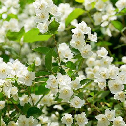Ekologiska jasminfrön – 100 st