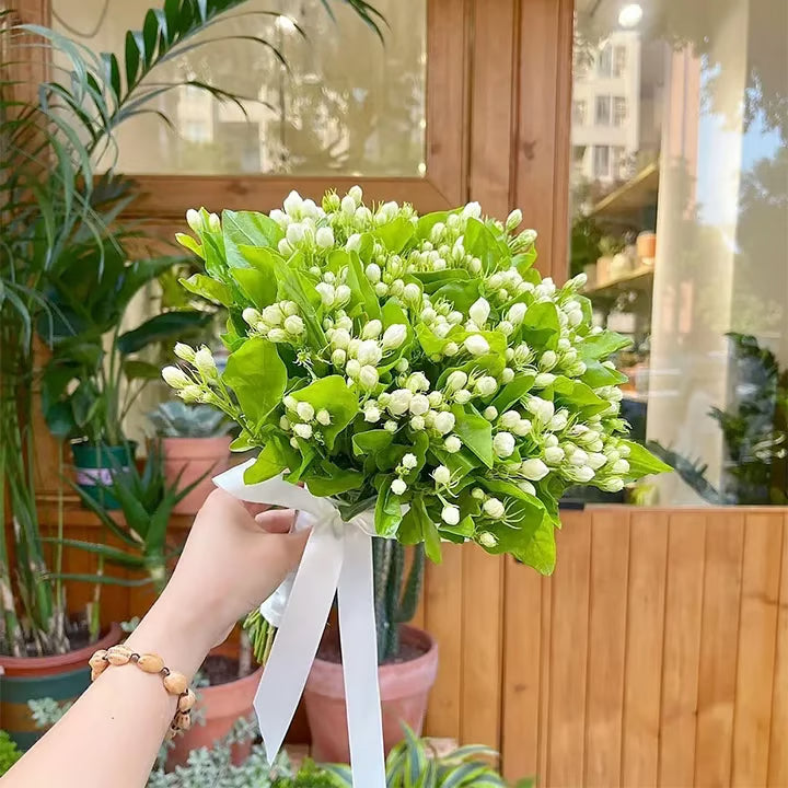 Ekologiska jasminfrön – 100 st